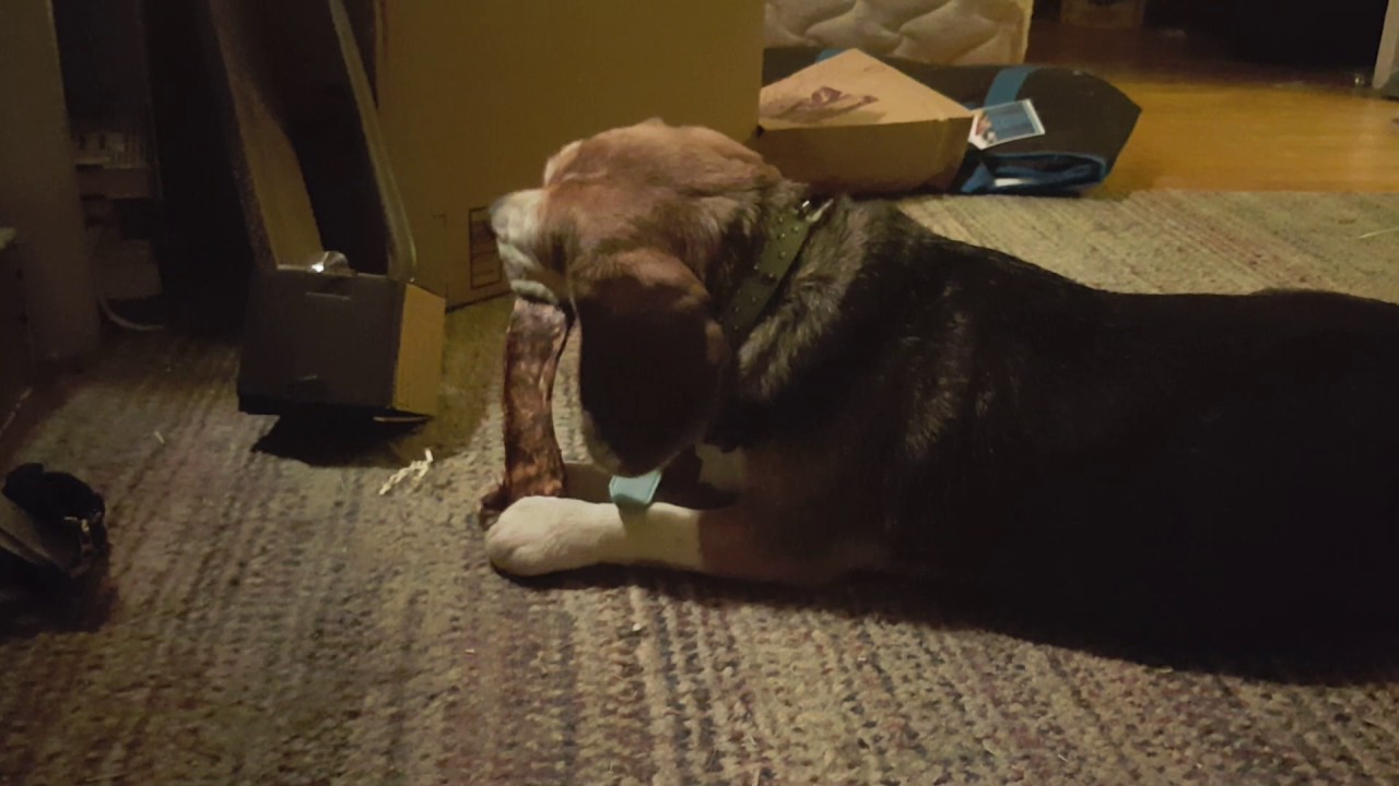 Dazey bully strip bone