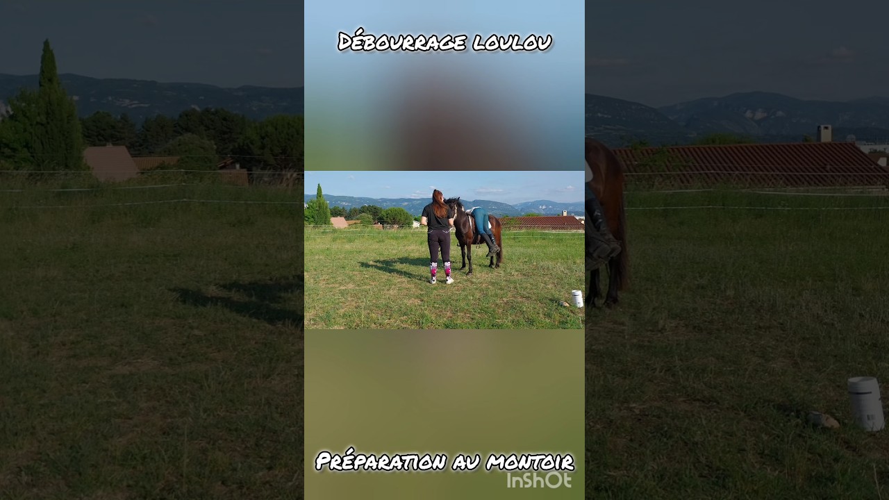 Débourrage Loulou : Préparation au montoir #cheval #horse #poney #pony #equestrian #equitation
