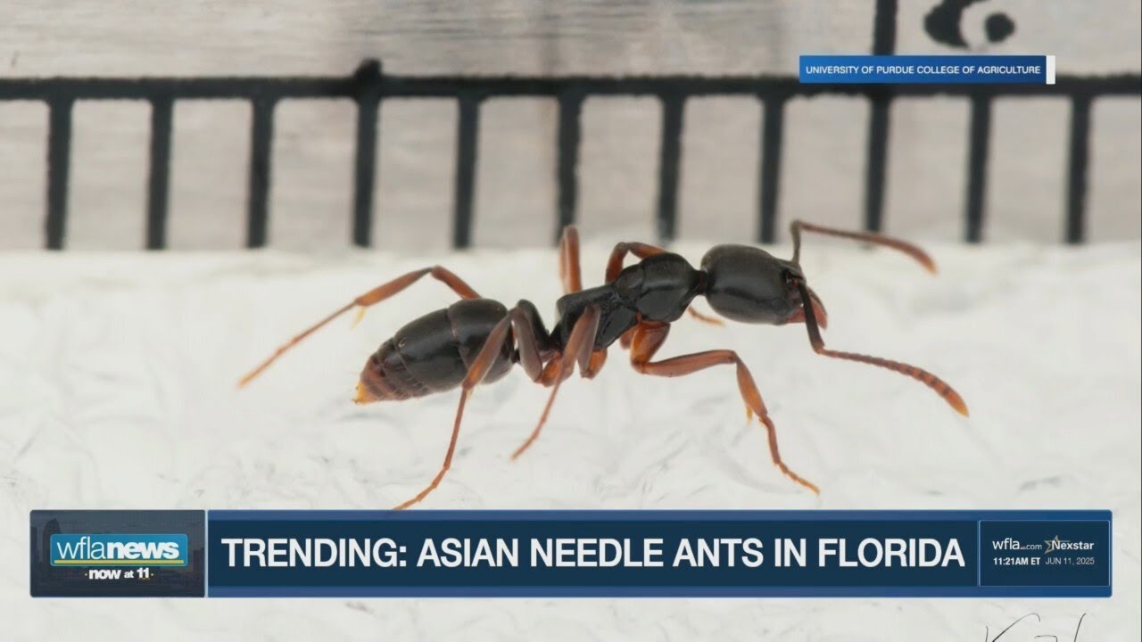 DEADLY Asian Needle Ants Appear in Florida! | How to Protect Yourself