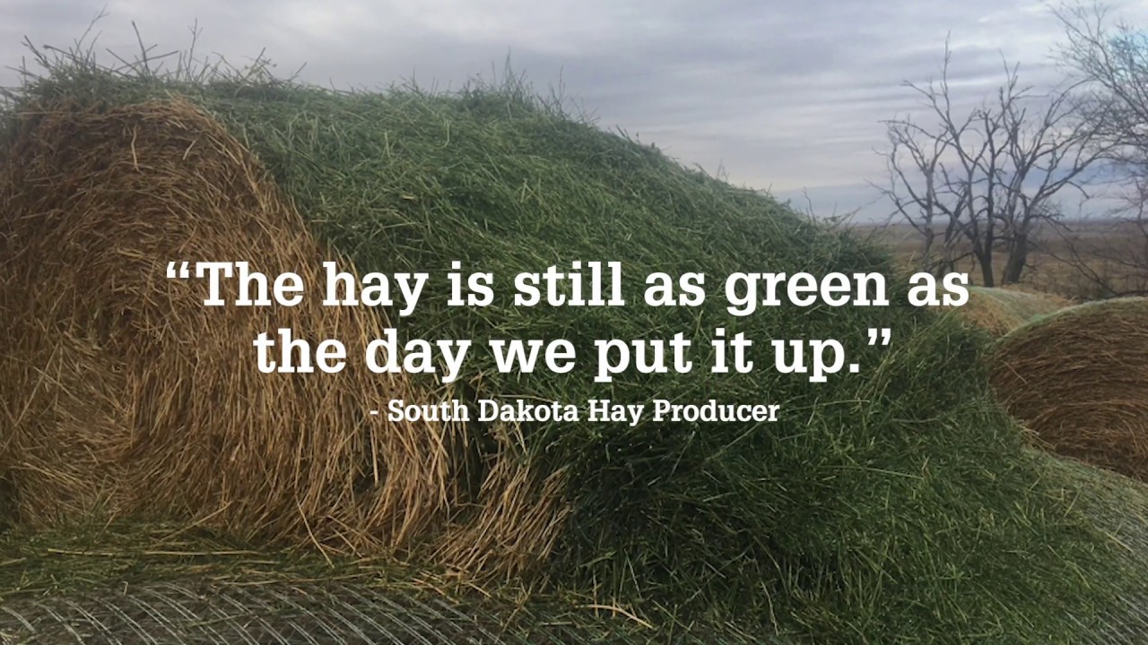 Death,  Taxes & Rain | Anchor for Hay | AGNITION