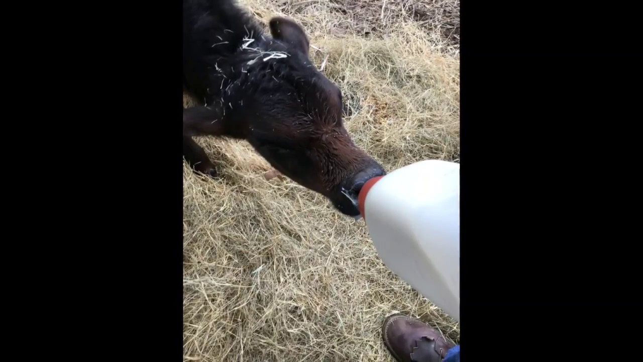 Dec2017 workingcows