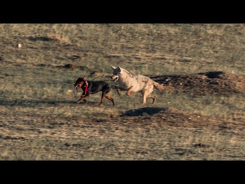 Decoy Doggin (epic triple)