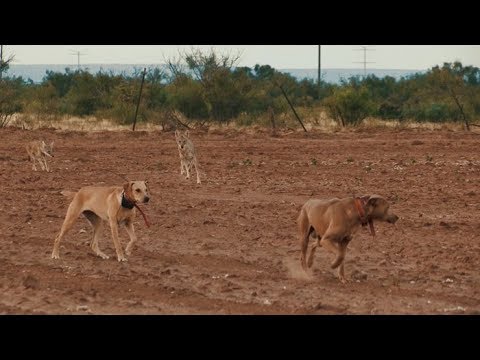 Decoy Dogging Coyotes Like You Have Never Seen