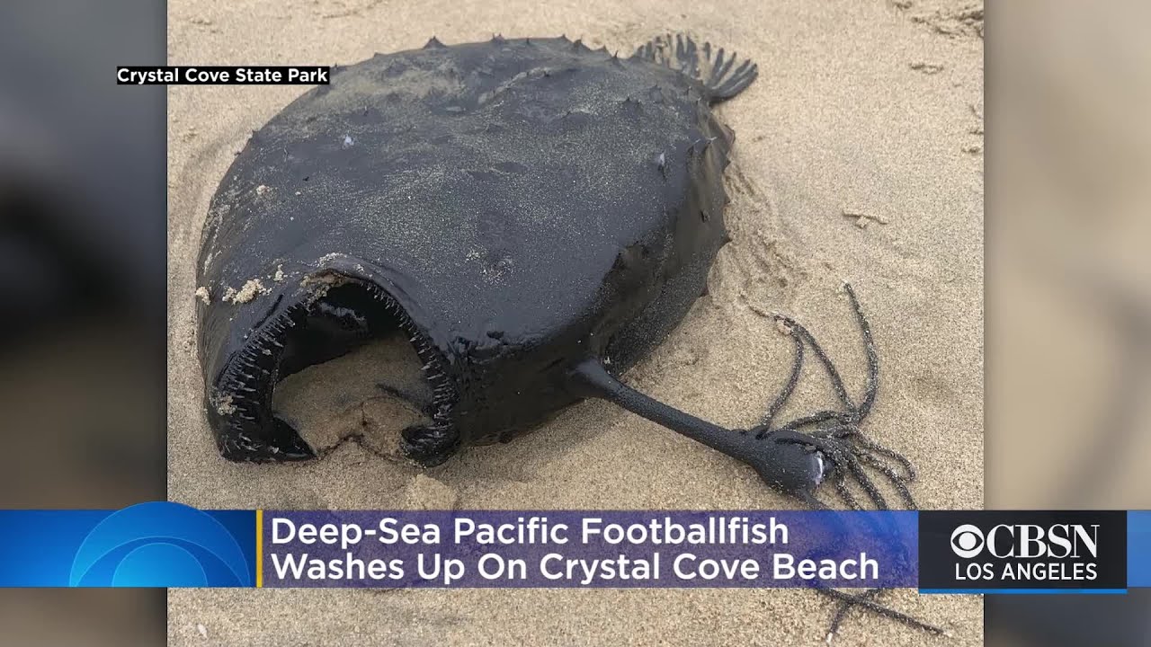 Deep-Sea Pacific Footballfish Washes Up On Crystal Cove Beach