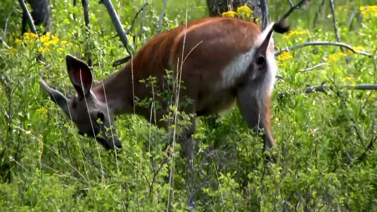 Deer Pooping, caught on camera - Yellowstone National Park