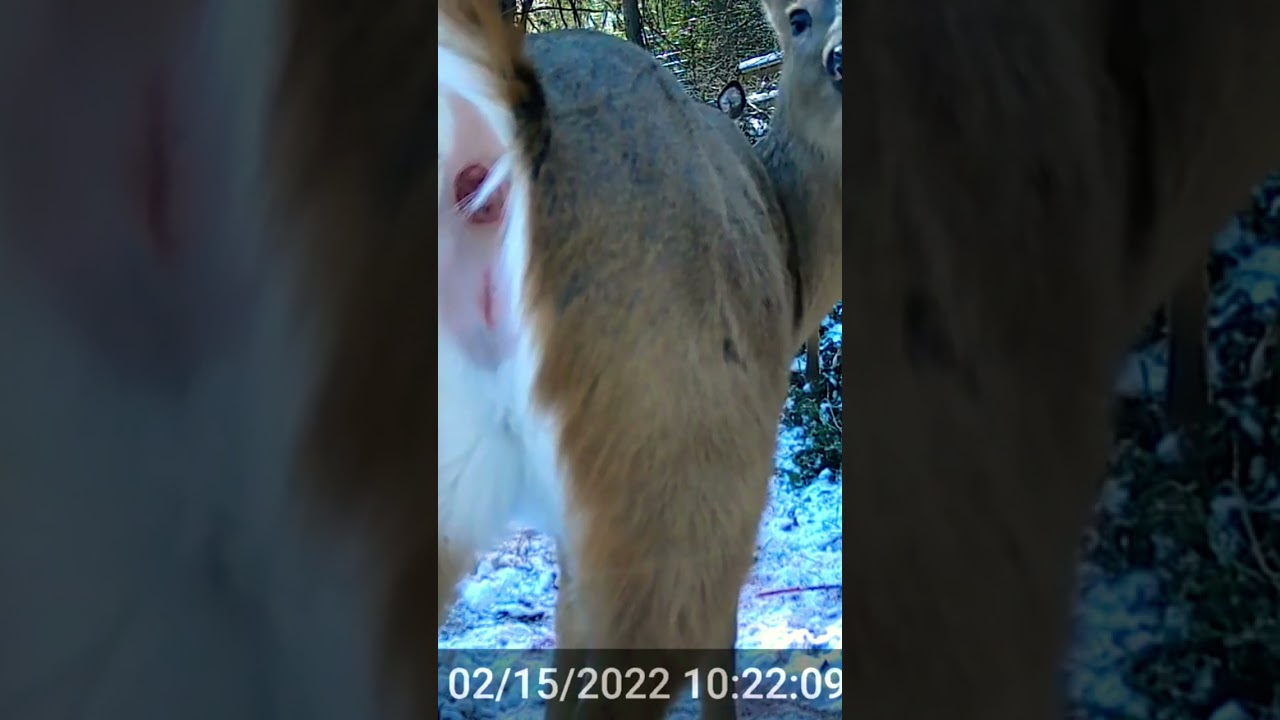 Deer poops while eating then stares at camera #ohdeer #deer #poop
