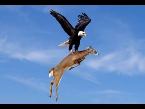 Deer takes revenge from Eagle | Eagle and Deer fight | Eagle attacks deer | Eagle vs Deer |