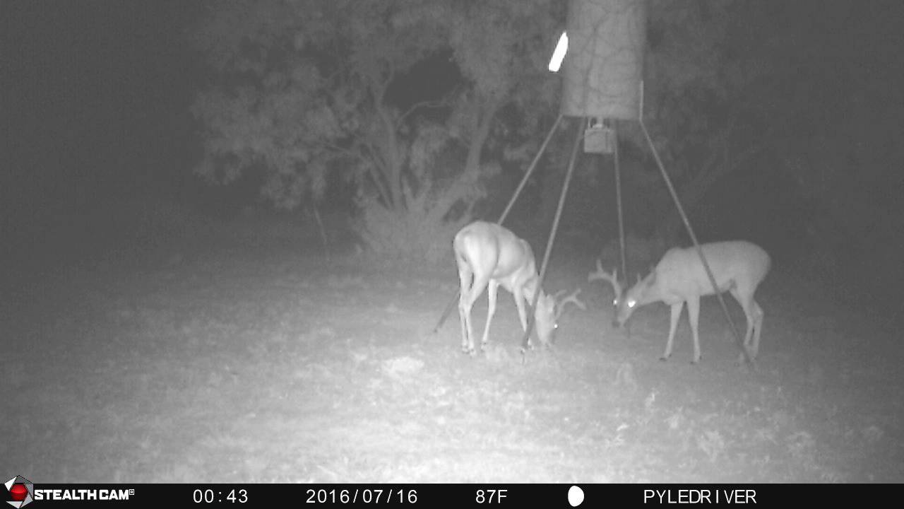 Deer98