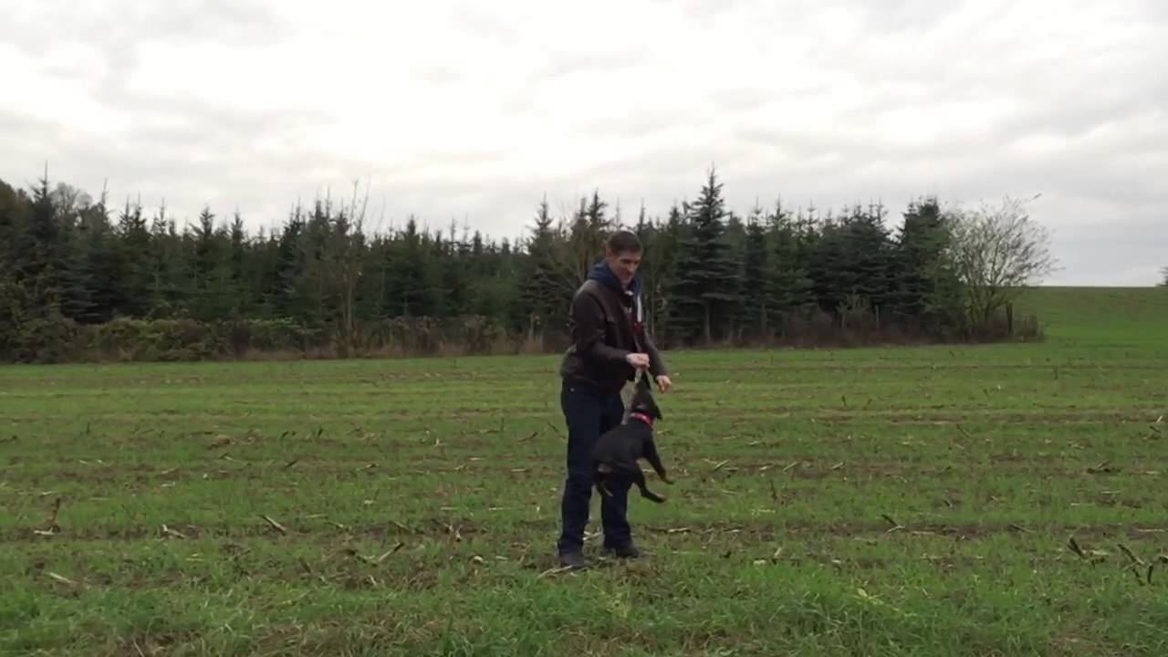 Deevey jagdterrier 4