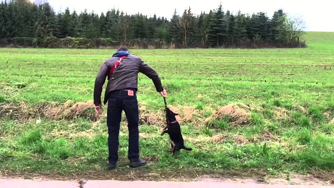 Deevey jagdterrier