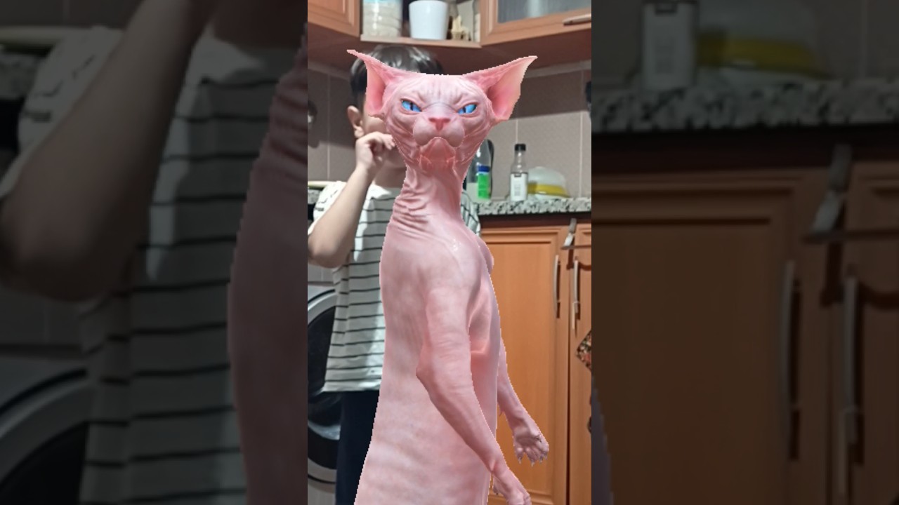 DELİ BUNLAR😂 #kedi #müzik #tiktok #çocuk #dans #şarkı #shortvideo #funny #pets #funnyanimals #cute