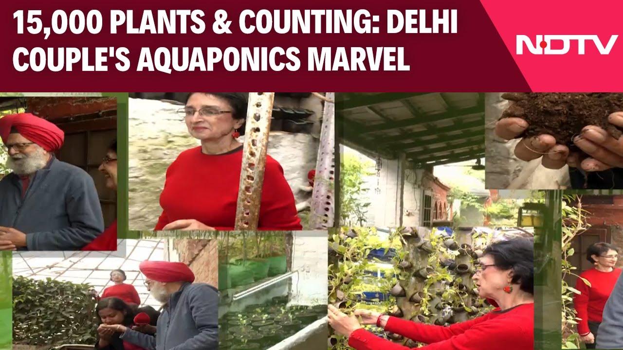 Delhi Couple's Sustainable Home: 15,000 Plants, Aquaponics, and Innovative Techniques for Clean Air
