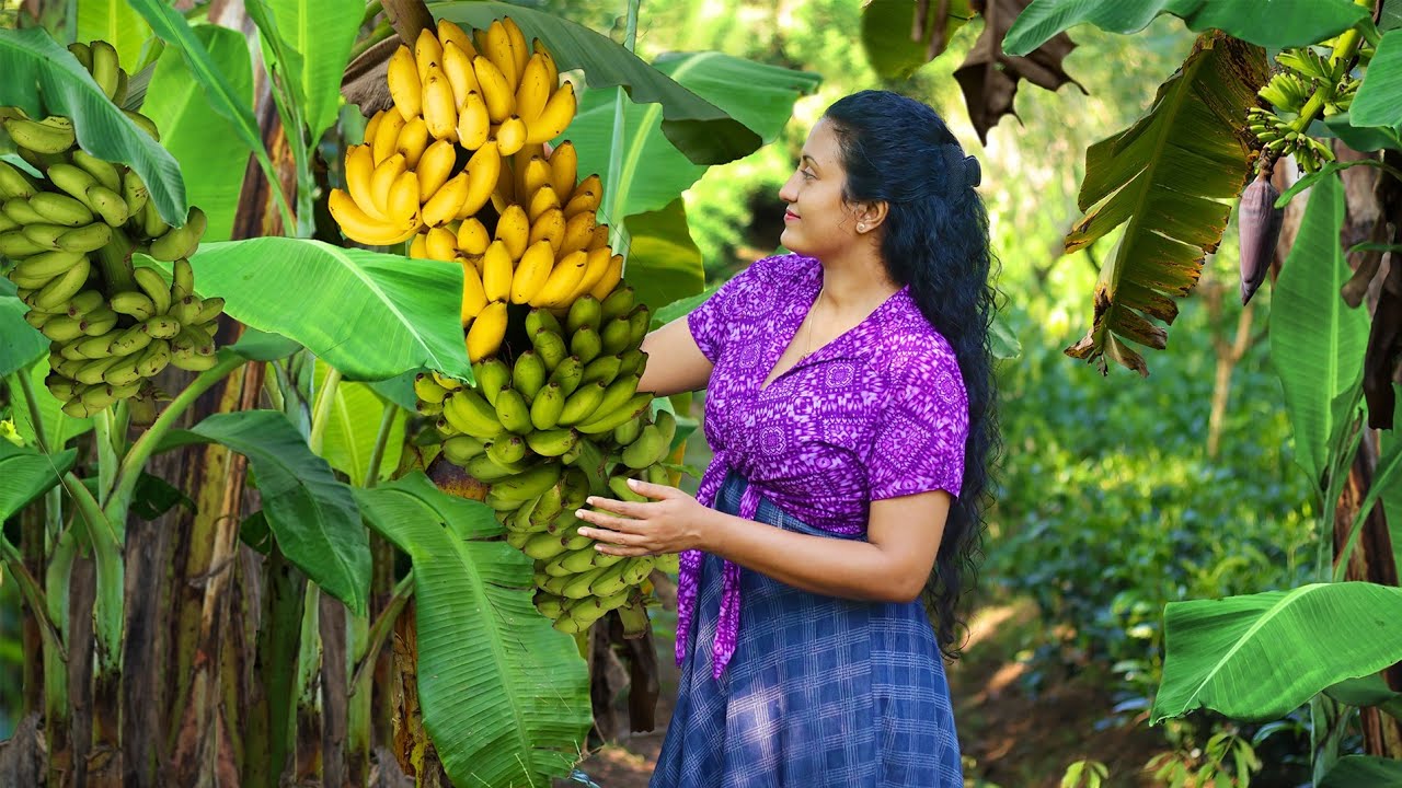 Delicious sweets from my father's banana harvest | Poorna - The nature girl