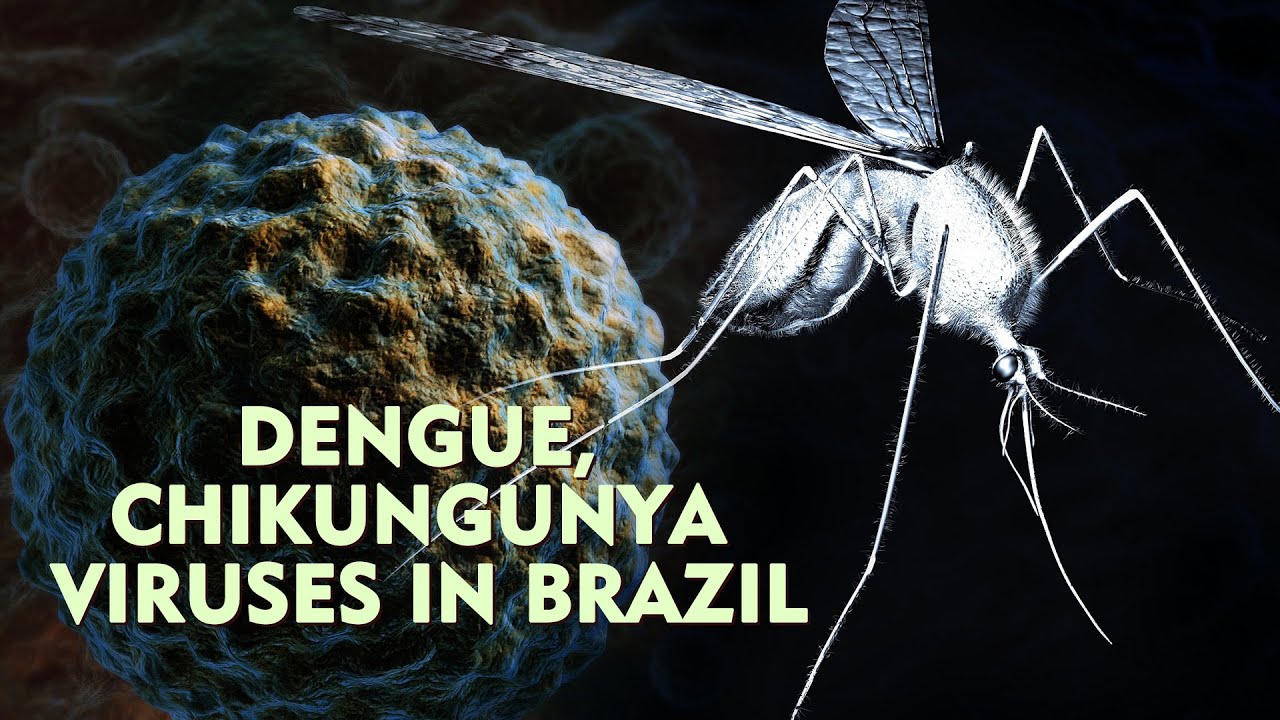 Dengue, Chikungunya viruses put extra strain on Brazil's healthcare system amid coronavirus pandemic