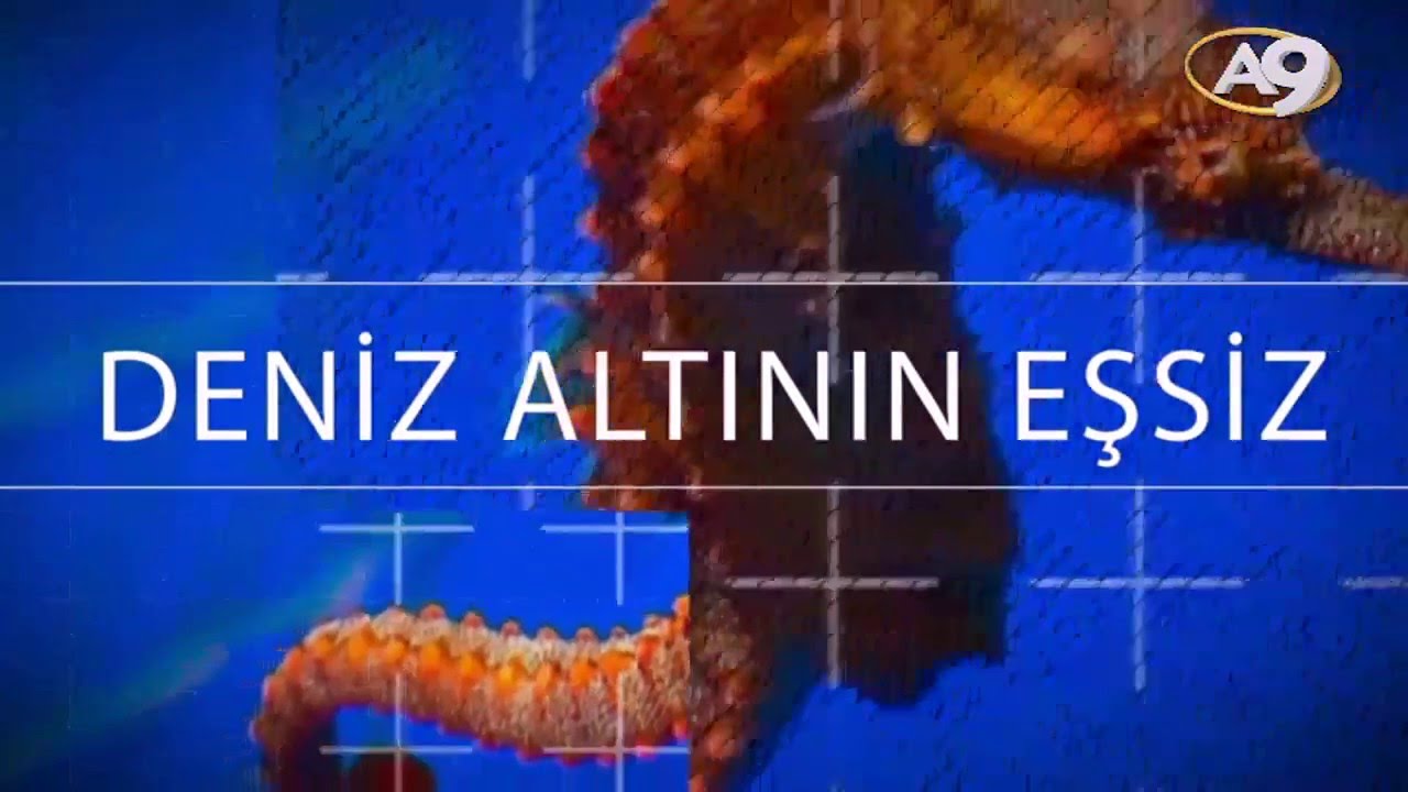 Deniz Altının Eşsiz Canlılarından Biri Deniz Atları