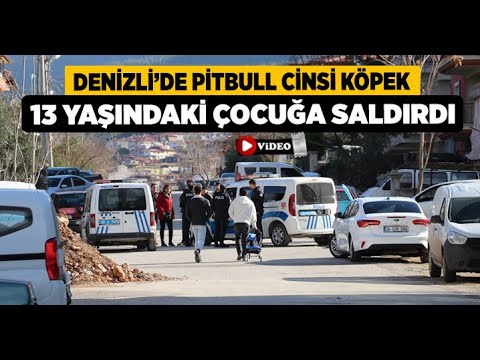 Denizli’de Pitbull Cinsi Köpek 13 Yaşındaki Çocuğa Saldırdı - Denizli Haberleri - HABERDENİZLİ.COM