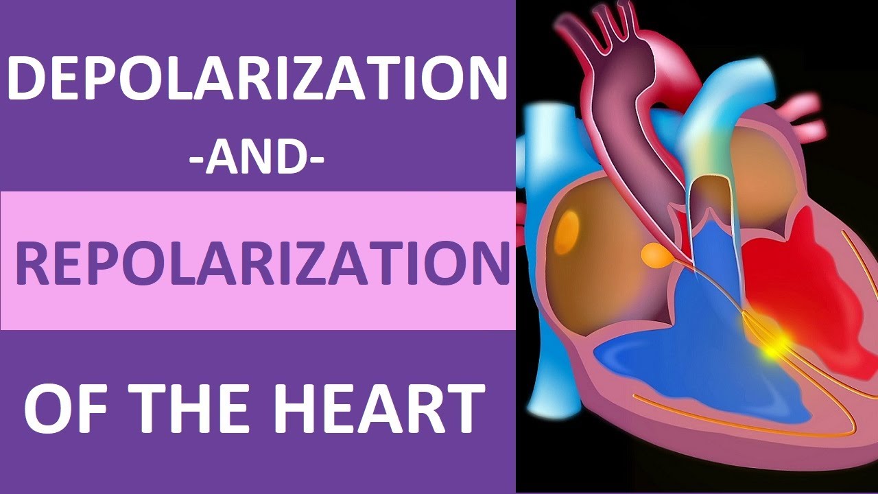 Depolarization and Repolarization of Heart: Action Potential (Atrial & Ventricular) Animation