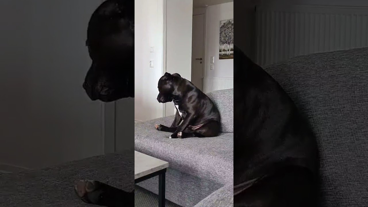 DEPRESSED 😔 OR  ANGRY 😠 ?  JUST A BORED Staffordshire Bull Terrier