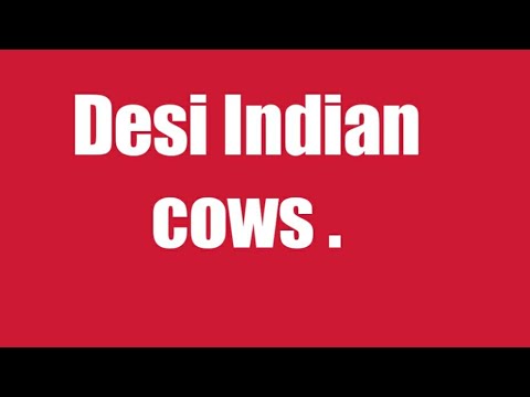 Desi Indian cows search ing their food , .