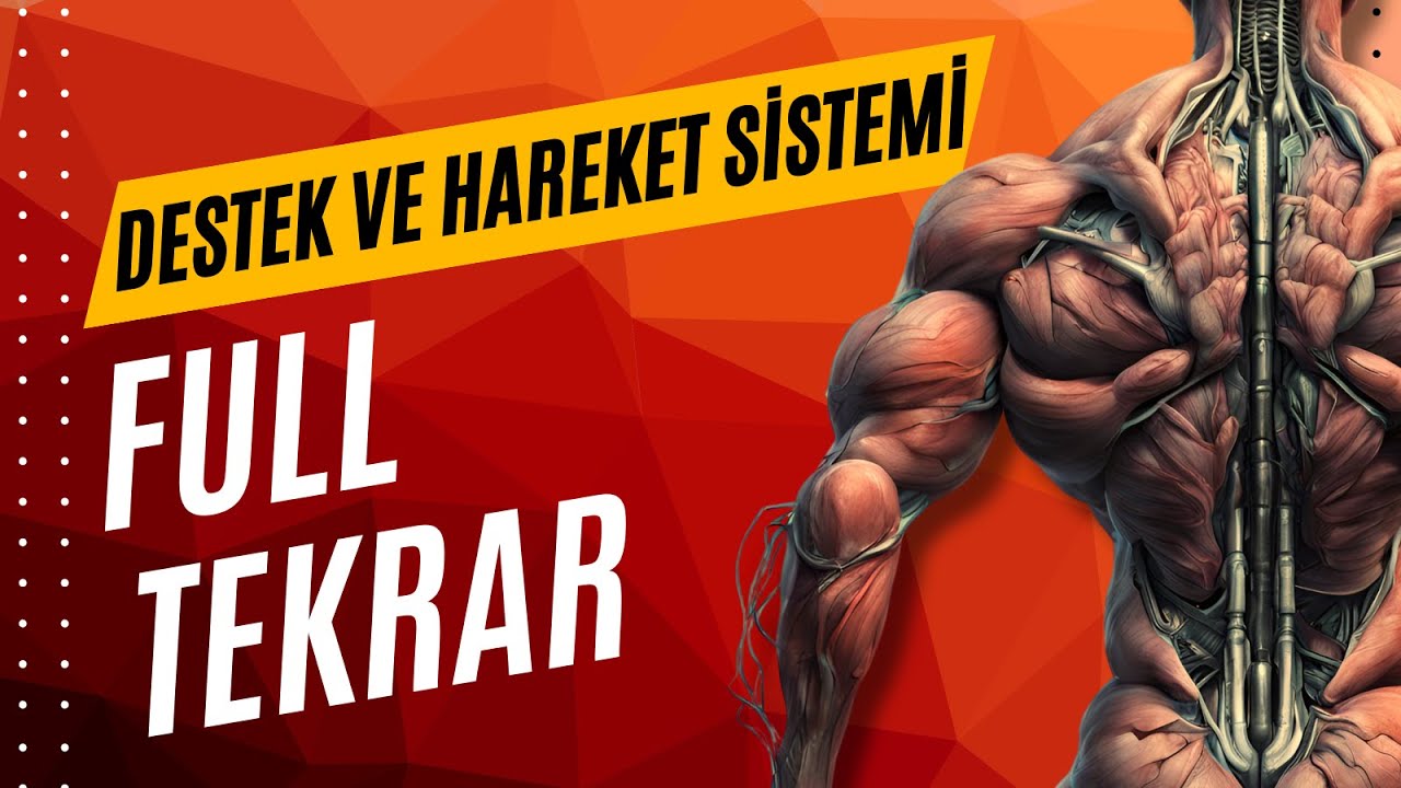 DESTEK VE HAREKET SİSTEMİ FULL TEKRAR AYT 2025