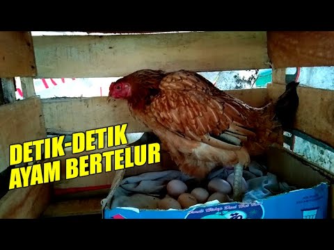 DETIK DETIK PROSES AYAM BERTELUR MENARIK UNTUK DI TONTON