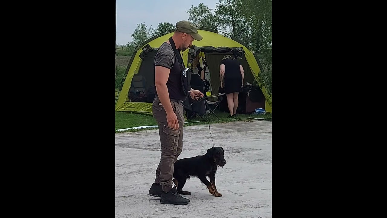 Deutscher Jagdterrier - JohnDir ONE Year 2023