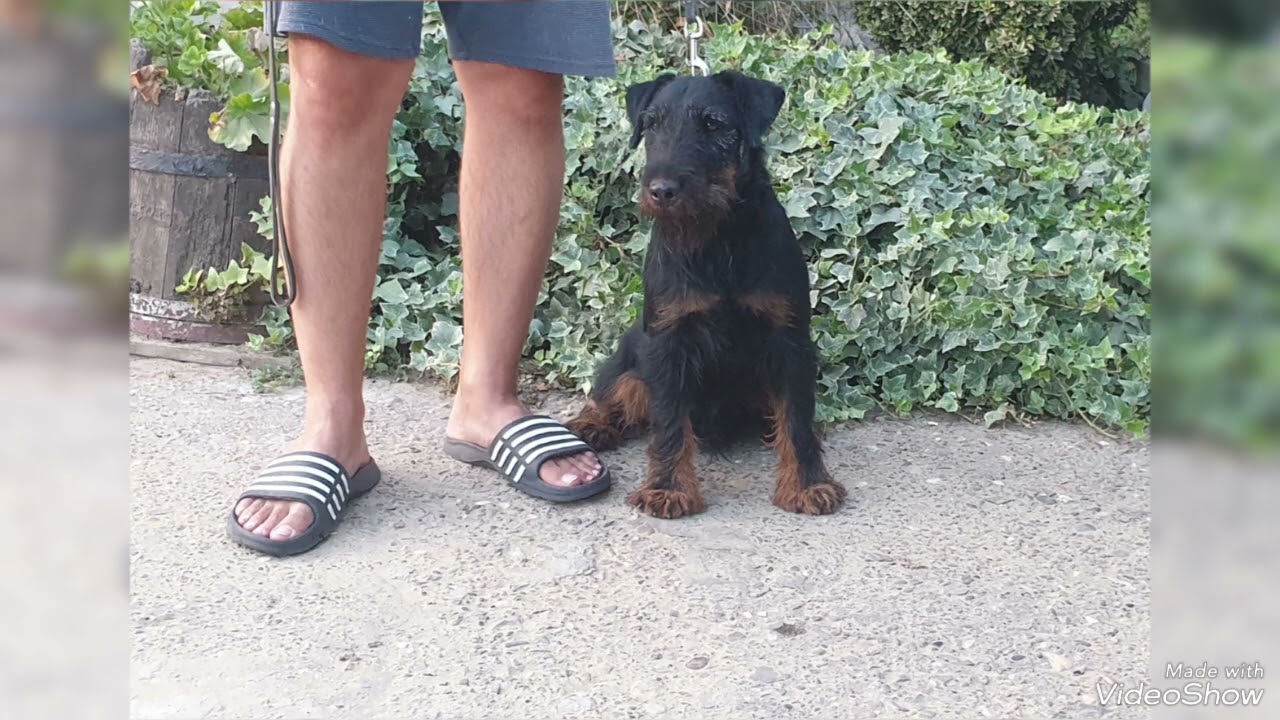 Deutscher Jagdterrier BEN🙋