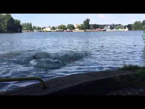Deutscher jagdterrier Deevey