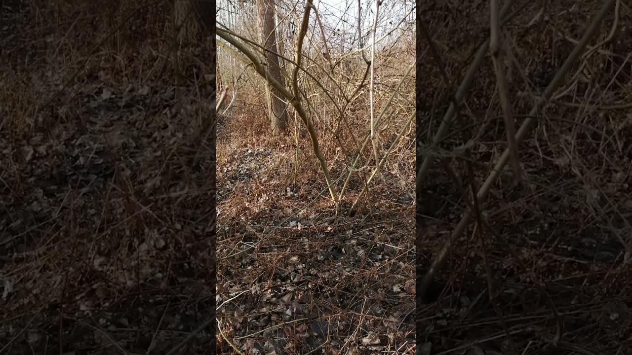 Deutscher Jagdterrier Dunja i Erga von Jagdwald(šakal)