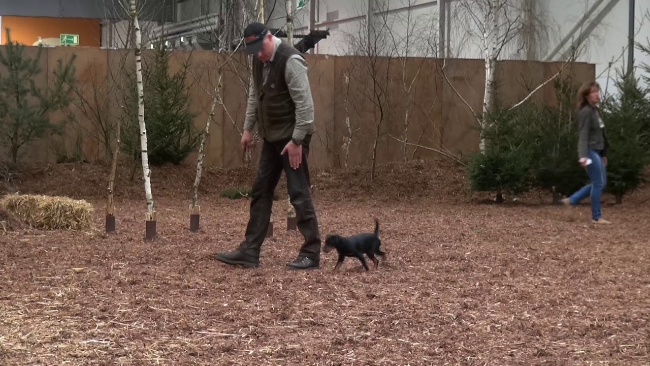 Deutscher Jagdterrier Welpe Jagd und Hund 2015