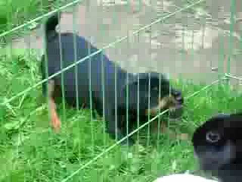 Deutscher Jagdterrier Welpe Senta #2