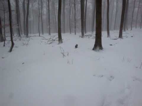 Deutscher Jagdterrier Welpe Senta im Schnee #2