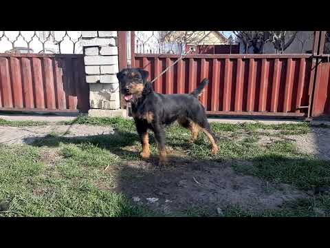 Deutscher Jagterrier Tisina III Filla