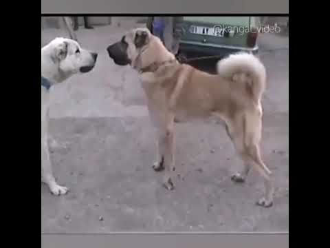 DEV KAPIŞMA ! KANGAL & AKBAŞ !