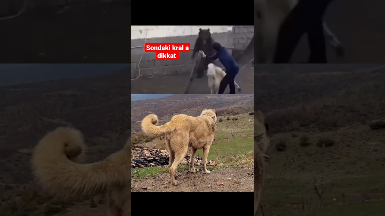 dev saf kangallar ayı ile oynaması #shortis #wolf #kurt #kangal #vahşihayvanlar #cahitcebe
