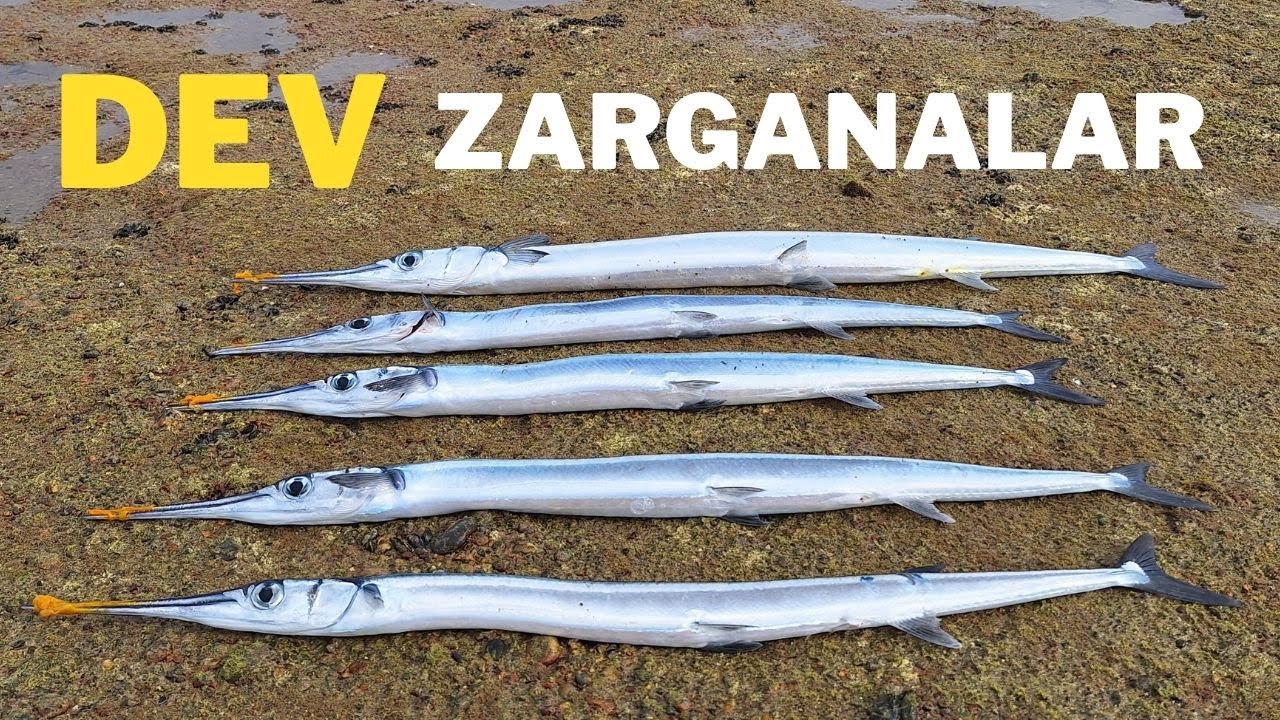 Dev Zargana Avı Giant Garfish Fishing