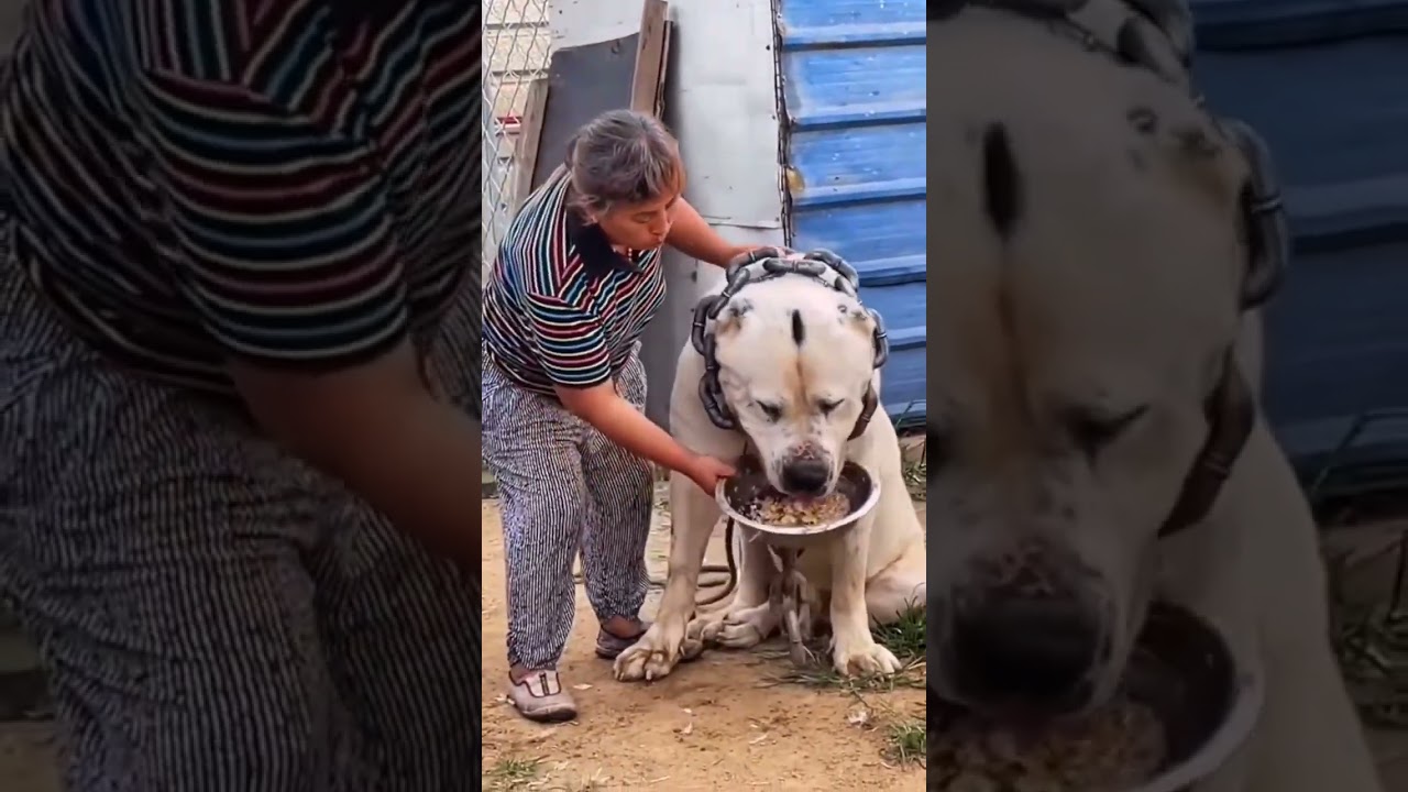 Devasa büyüklükte ki köpek 😲 #shorts