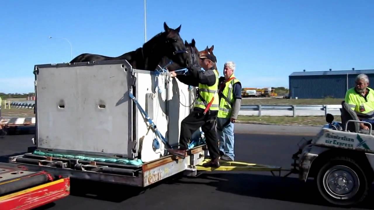 DHL 727 Freighter offloaded horse Perth Airport