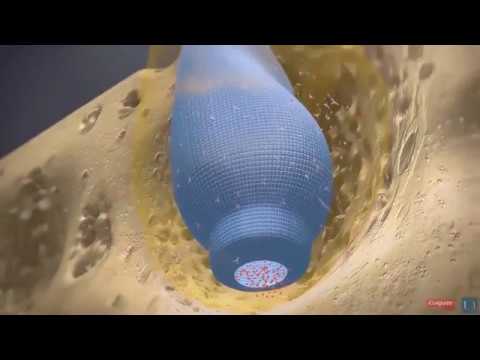 Diş Gelişimi - Kök Gelişimi 3D Animasyon Türkçe Altyazılı - Nantes Üniversitesi