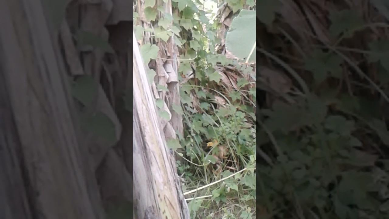 DI KEBUN PISANG ..???