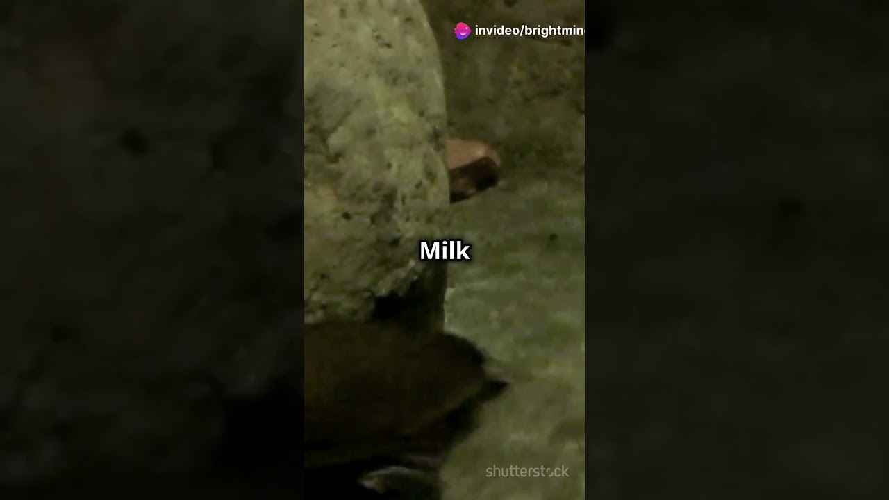 Did You Know? Platypuses ‘Sweat’ Milk! 🦆🐾