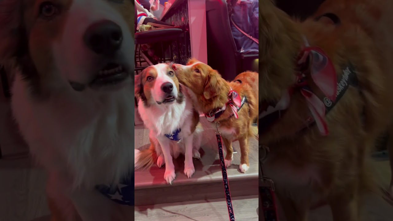 Did you see that KISS?! 🫢 #doglover #dogshorts #doglovers #doglove #dog #dogs