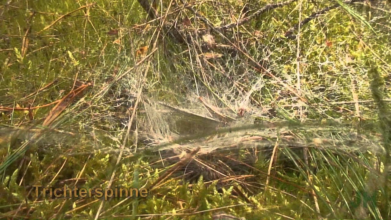 Die Trichterspinne - Tegenaria atrica - ?