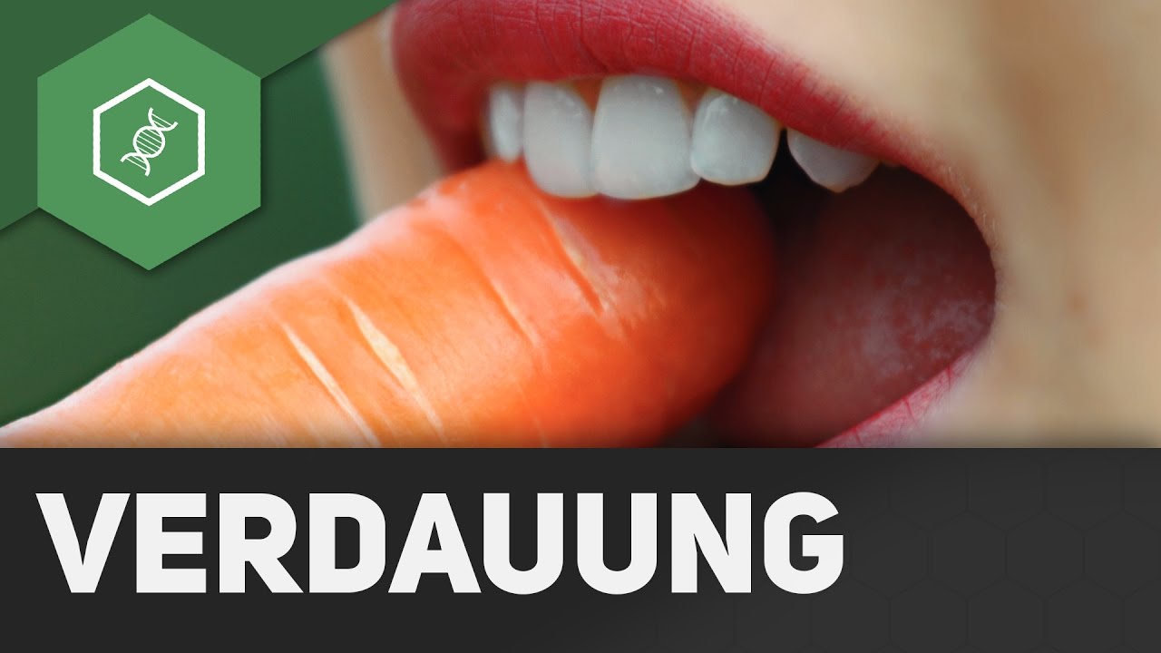 Die Verdauung des Menschen