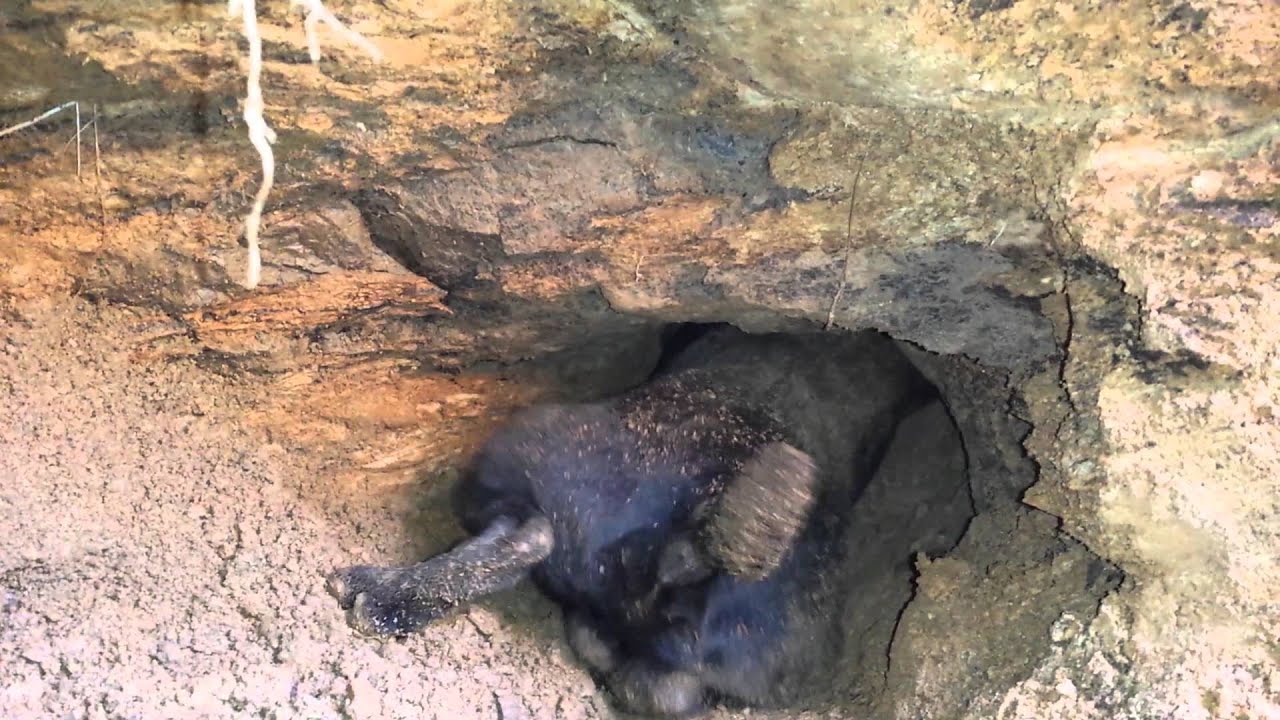 Digging badger with patterdale terrier