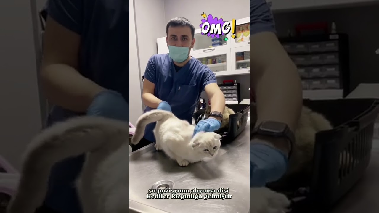 Dişi kedi kızgınlığı nasıl anlaşılır? Kedi kızgınlıktayken acı çeker mi? Cevabı videomuzda 👍
