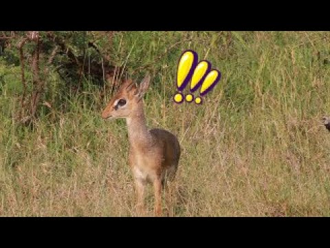 Dik Dik alarm calls after seeing a nearby leopard