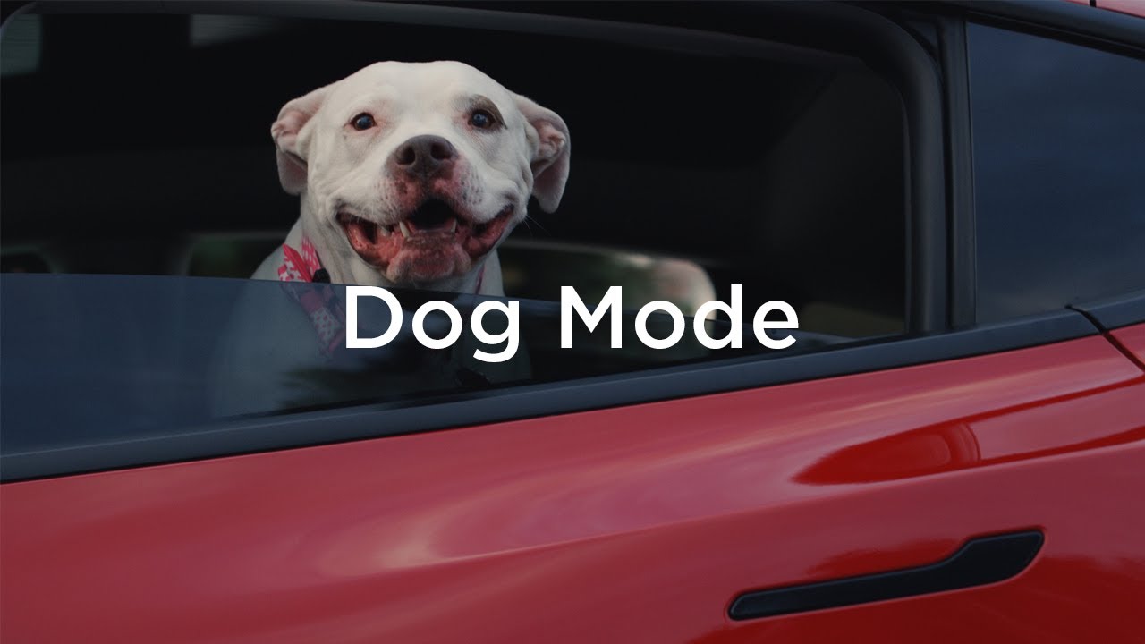 Discover: Dog Mode