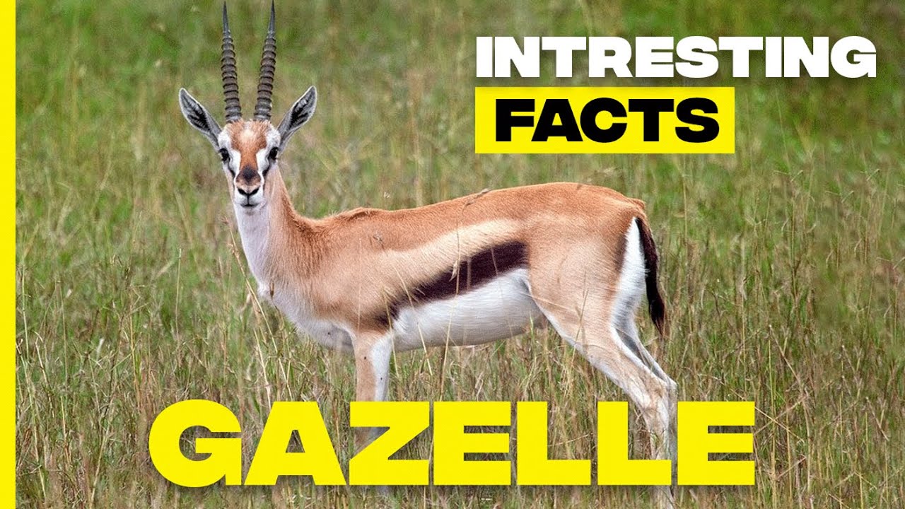 Discover Gazelles: Amazing Facts About Nature's Sprinters | Gazelle Facts