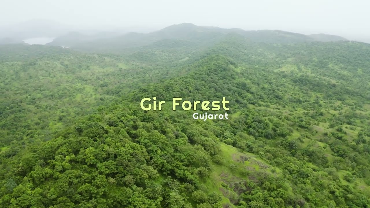 Discover the Majestic Gir Forest National Park, Gujarat | Home of the Asiatic Lion.